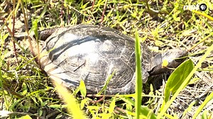 Happy World Turtle Day! This adorable bog turtle is the smallest turtle in North America. When it's fully grown, it's no bigger than your hand! They can live up to 50 years old. These little guys are critically endangered due to habitat loss and poaching. To learn more about these tiny friends, stay tuned for an #OutdoorsMaryland segment airing this fall! | Maryland Public Television