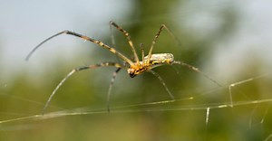 Banana Spiders: Nature's Impressive Yet Intimidating Creatures