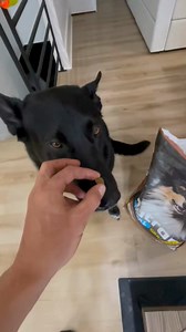 A well-stimulated dog is a happier, calmer companion. Our free Dog Enrichment Games Guide gives you simple games and at-home activities that boost confidence, reduce boredom, and support healthier daily routines. Discover how small changes including mental stimulation and balanced nutrition can help your dog stay active, focused, and more relaxed at home. Download the guide and start building better habits for your dog today. | Nutram Pet Products | Facebook