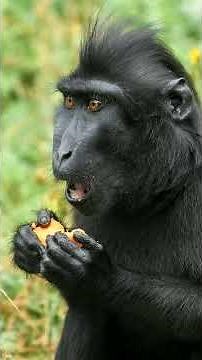 Crested Macaque, Celebes Crested Macaque (Macaca nigra) - Observed in 'Description'
