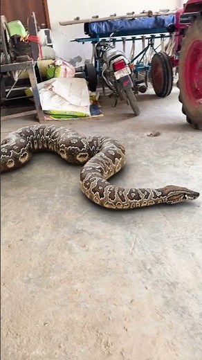 Giant Anaconda snake eat ? #snake #vfx #nagin