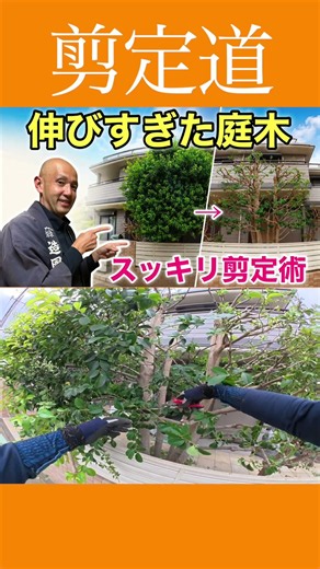 《伸びすぎた庭木》スッキリ剪定術！！ #剪定方法 #庭作業 #庭木の管理 #切り戻し #庭木の手入れ #庭木の剪定 #伸びすぎ #初心者