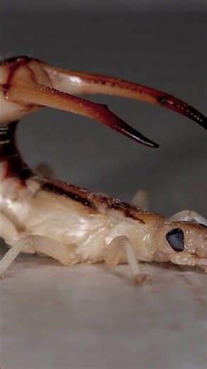 What are earwigs dangerous for humans shorts #shorts