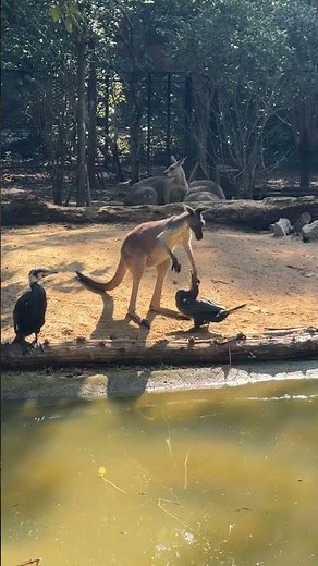 A Kangaroo Gets Beaten by Birds || ViralHog