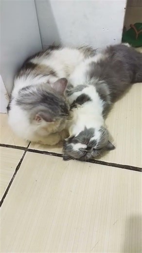 kaka belo sayang Ade Kitty #cat #kitten #cute #shotviralvideo