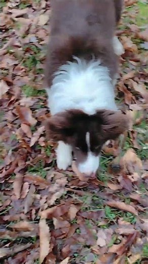 Lady Bird & Spider. Part2 Return to the Tree #therestishistory