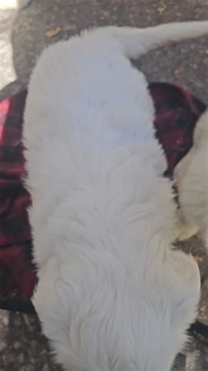 matthew johnson (@matthew.johnson46)’s videos with Im Seriously the Cutest Ever - Parker James