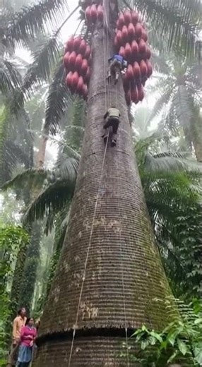 The Devil Coconut Tree #HelloWorld