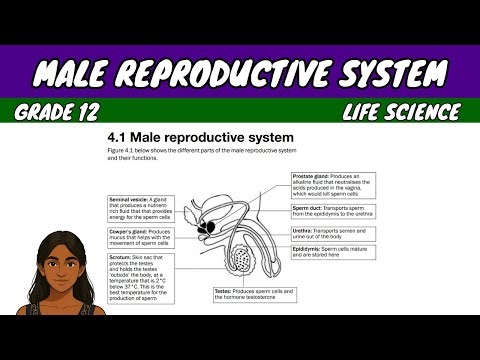 Male Reproductive System | Grade 12 Life Science