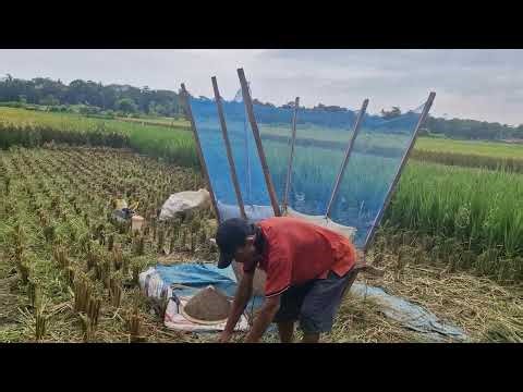 TRADITIONAL FARMER HACK: THRESH RICE EASILY WITH HOMEMADE TOOL! -agriculture farming