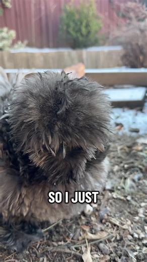 Understanding Silkie Chickens and Their Unique Behaviors