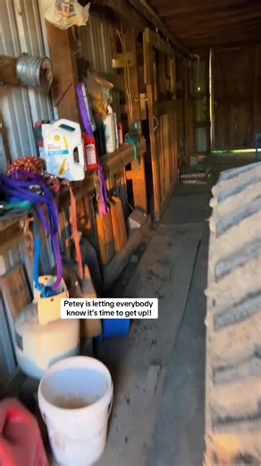 I'm really struggling right now. My rescue horses haven't had food, and it breaks my heart to see them suffer. I've been trying my best to take care of them, but it's getting very hard alone. Please, if you can help me with some food or any support,Even the smallest donation can make a huge difference. Let’s give this horses a chance to live! 🙏 Thank you for your kindness! ❤️PayPal link in bio