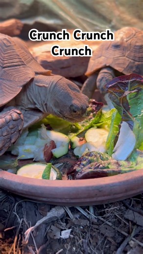 Our Tortoises are doing great in their indoor winter shed