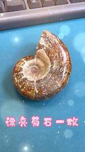 玛瑙化的驰菊石化石一枚！