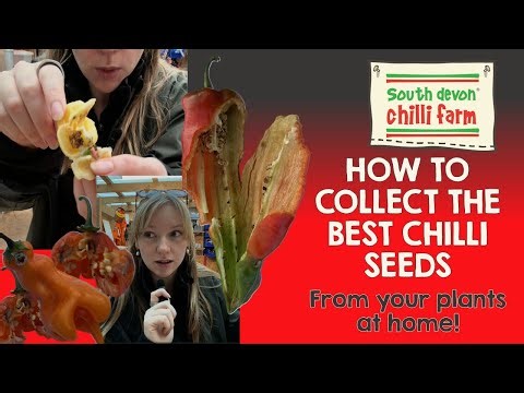 HOW TO collect chilli seeds at home!