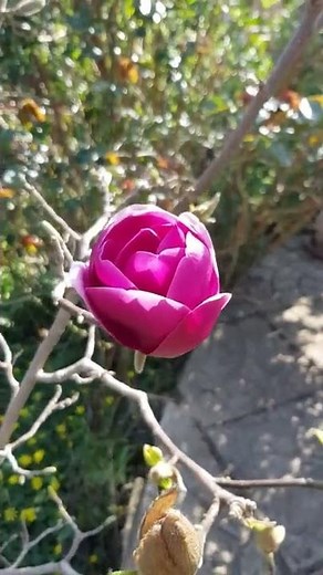 Black Tulip Magnolia. A wonderful compact ornamental for a small garden.