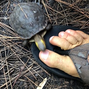 This little Chinese box turtle has a serious foot fettish! #turtle#reptile #babyanimals #videooftheday | Kamp Kenan