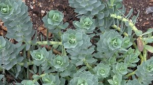 Close up og Myrtle Spurge - Euphorbia myrsinites Stock Video