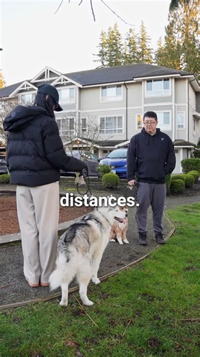 Distance is the Key of Dog Socialization