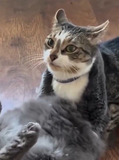 Cute Cat Video: Funny & Adorable Cat Moments