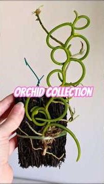 my orchid collection, rare and common