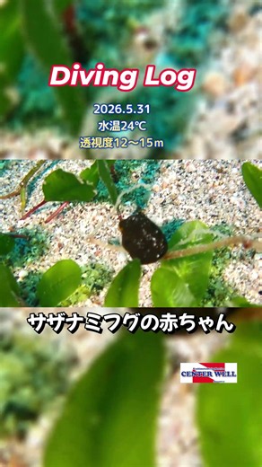 2026年5月31日串本ダイビングログ #センターウェル #ダイビングショップ #串本