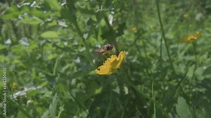Marmalade Hoverfly (Episyrphus balteatus) female feeding on a buttercup, taking off, hovering and returning. June, Kent, UK. [Slow motion x5]