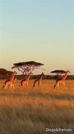 Life of Giraffes in the Wild | Real Documentary Footage #wildlife #giraffephotography #giraffecalf