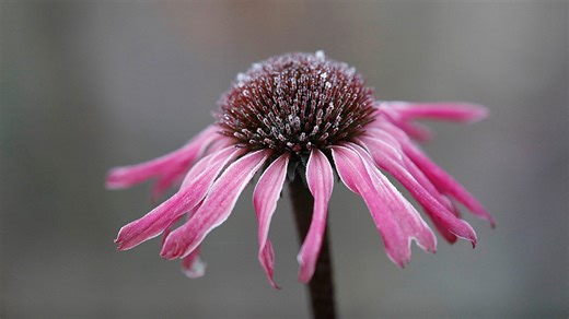 When will it stay warm in Illinois? Expected last frost dates