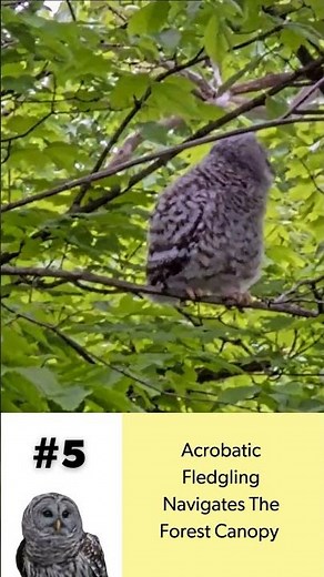 Barred Owl Cam Top 5 in 2025: Fledgling Expertly Navigates The Forest Canopy
