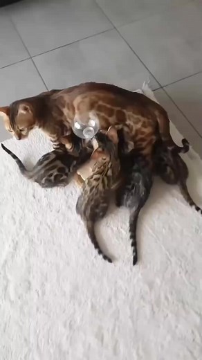 127K views · 8K reactions | Random memes from my phone pt.292 #reels #funny #memes #random | Randomness Randomness | Facebook