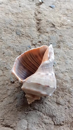 From Tiny Scrap to MONUMENTAL Aluminum Snail Shell Art! #viralvideo #restoration #reels #fyp #aluminum #shells | Natalie Davis | Facebook