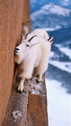 Mountain Goats Climbing an Impossible Cliff