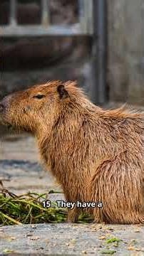 Top 20 interesting facts about capybaras