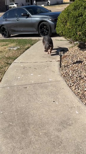 I wasn’t expecting much for the price I paid for these, but I must say they blew my expectations out of the water. #solarlight #solarlights #tiktokshopblackfriday #cybermonday #christmasgiftideas