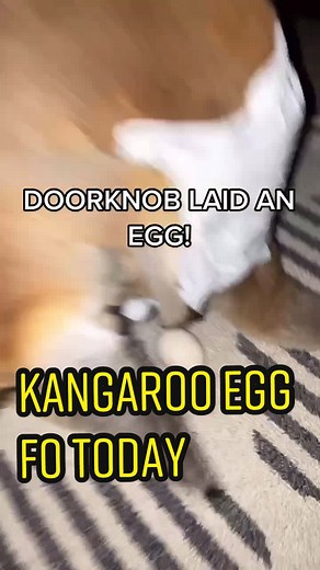 KANGAROO EGG KANGAROO EGG KANGAROO EGG KANGAROO EGG #chickenfarm #hatchingeggs #fyp #hatching #incubator #animalrescue