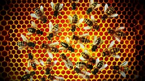 After noticing honey dripping down their walls, couple discover bee problem