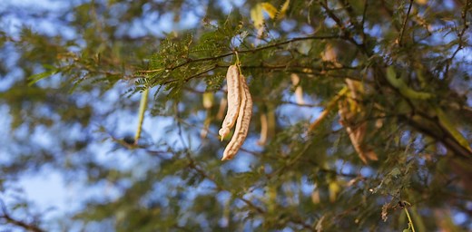 Kenya faces devastating Prosopis invasion: What can be done