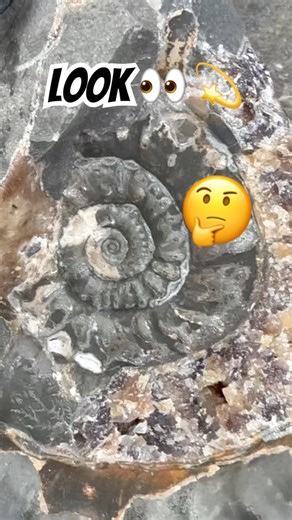 Spot the right fossil rock⁉️#fossilhunter#beachfinds#geology