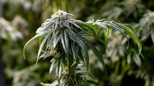 Hundreds of medical marijuana licenses remain in limbo due to moratorium, advocates say