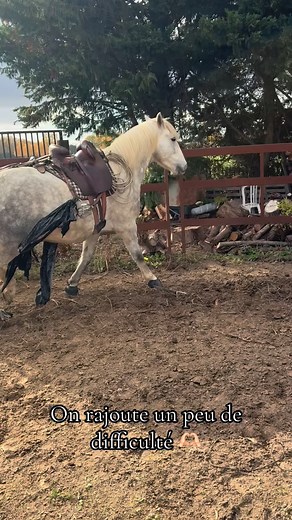 1.3K views · 549 reactions | #horsemanship #dressage #suddelafrance #dressagehorse #pourtoi #equestrian #aragonashorseshow | Dressage Débourrage Horsemanship | Facebook