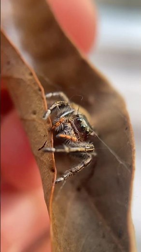 Tropical jumping spider from Singapore - Hyllus keratodes #jumpingspider #macro #singapore