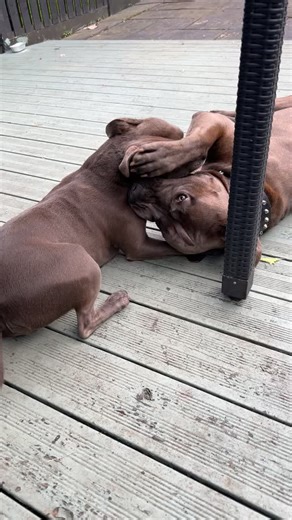 Mabel and her new bestie Ceaser the bandog #dogsoftiktok #crazydogsoftiktok #staffordshirebullterrier #bandog #bandoggemastiff #naughtystaffy #sheffield