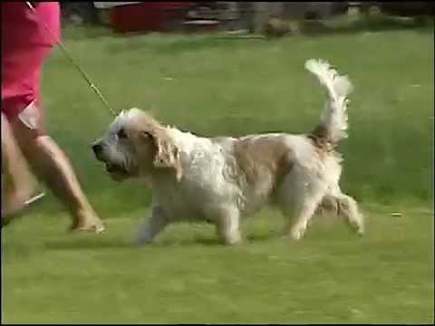 Petit Basset Griffon Vendeen - AKC Dog Breed Series