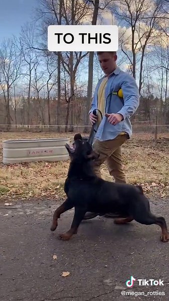 Train Your Rottweiler Puppy with These Tricks!