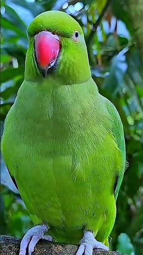Parrot Sound