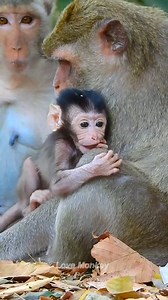 8.7K views · 1.1K reactions | The cute baby monkey is tries to get milk from thumb | Love Monkey | Facebook
