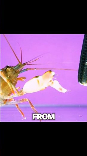 This Shrimp Fires a Bullet Without a Gun