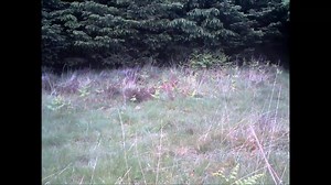 3.9K views · 87 reactions | Another Pine Marten impersonating a Meerkat :) Gorgeous in its chocolate and yellow-buff fur and nimble as a squirrel when it moves, the pine marten is an ace tree-climbing predator. It’s becoming more widespread again in Scotland after near-extinction, but is always scattered in small numbers and hard to see, although around the cabin seems to be a good bet recently! | Highland Titles | Facebook