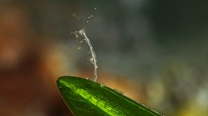 Skeleton Shrimp | Great Southern Reef